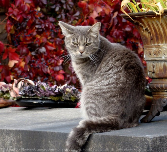 Photo de Chat domestique