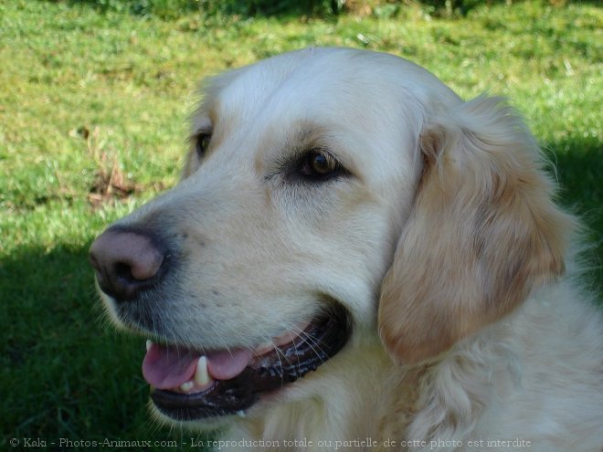 Photo de Golden retriever