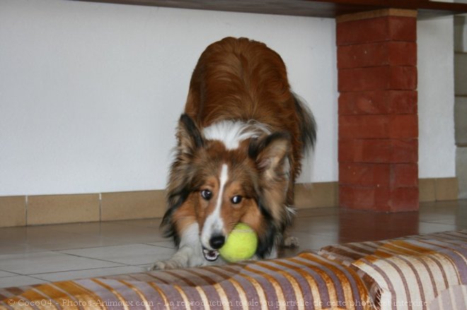 Photo de Chien de berger des shetland