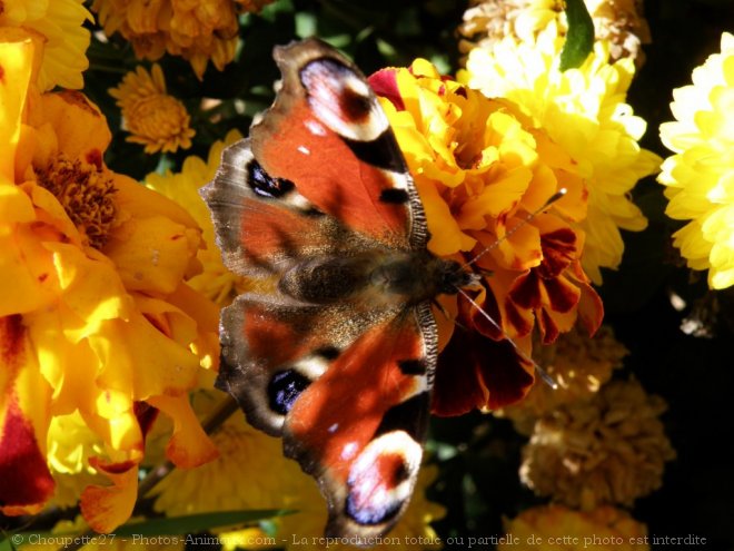 Photo de Papillon - paon du jour