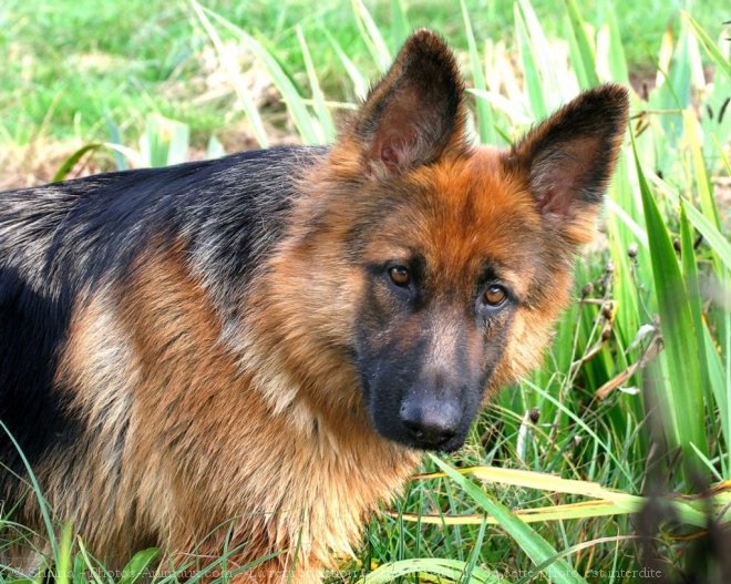 Photo de Berger allemand  poil court