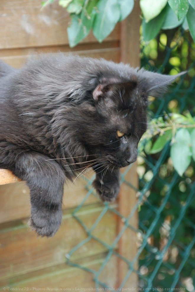 Photo de Maine coon