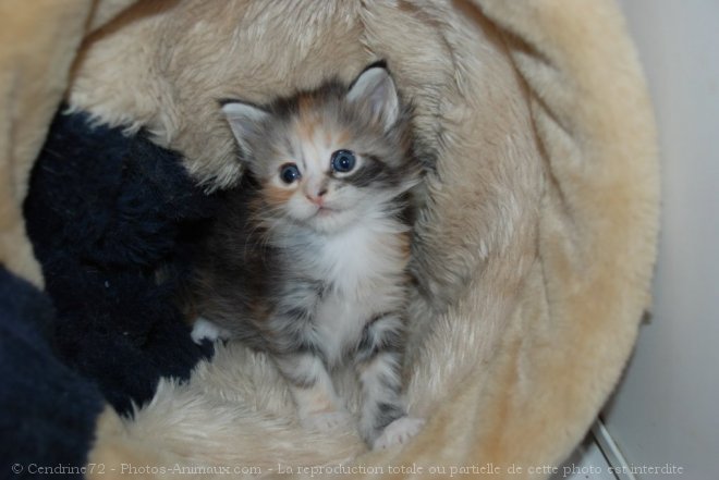 Photo de Maine coon