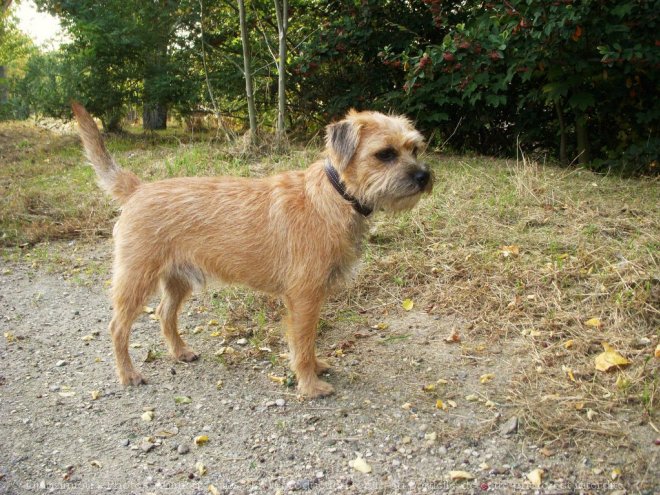 Photo de Border terrier