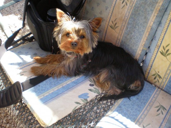 Photo de Yorkshire terrier