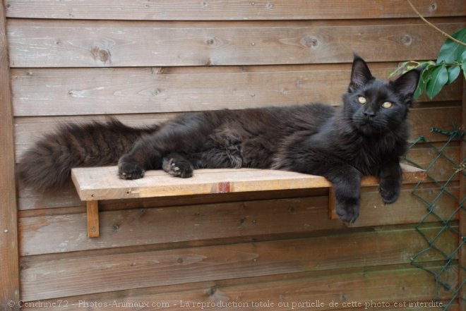 Photo de Maine coon