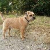 Photo de Border terrier