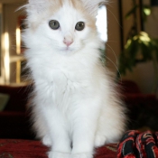 Photo d'American curl poil long