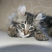 Photo d'American curl poil long