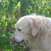 Photo de Golden retriever