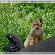 Photo de Chat domestique