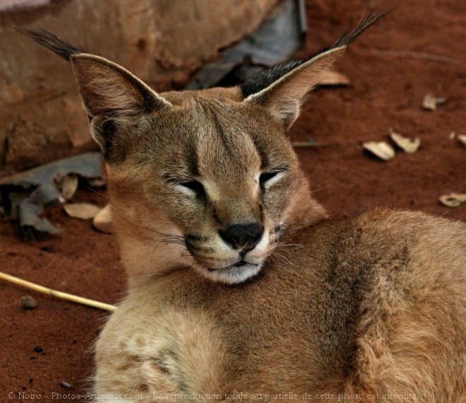 Photo de Caracal