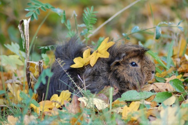 Photo de Cochon d'inde - pruvien