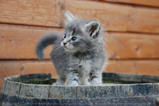 Photo de Maine coon