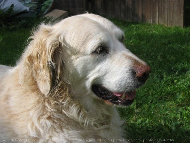 Photo de Golden retriever