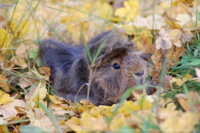 Photo de Cochon d'inde - pruvien