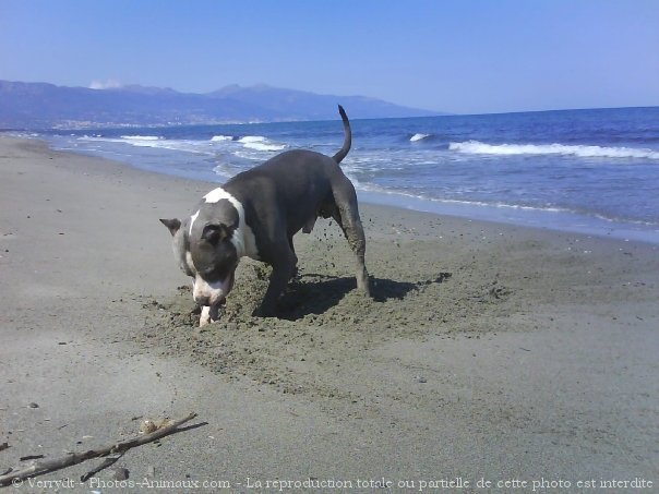 Photo d'American staffordshire terrier