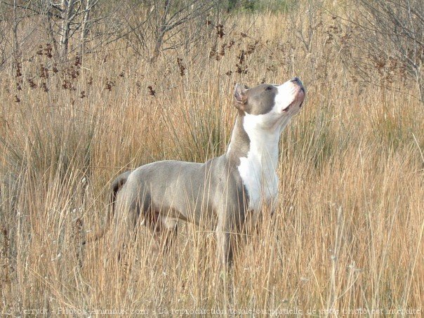 Photo d'American staffordshire terrier