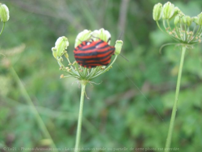 Photo de Coloptre