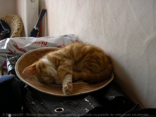 Photo de Chat domestique