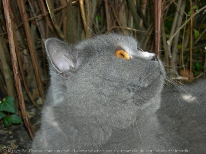 Photo de British shorthair