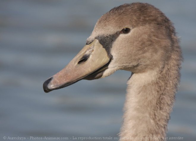 Photo de Cygne