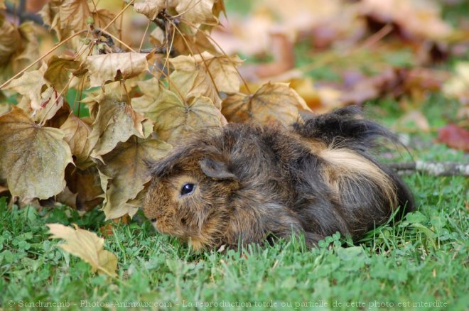 Photo de Cochon d'inde - pruvien