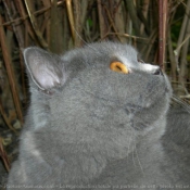 Photo de British shorthair