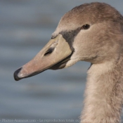 Photo de Cygne