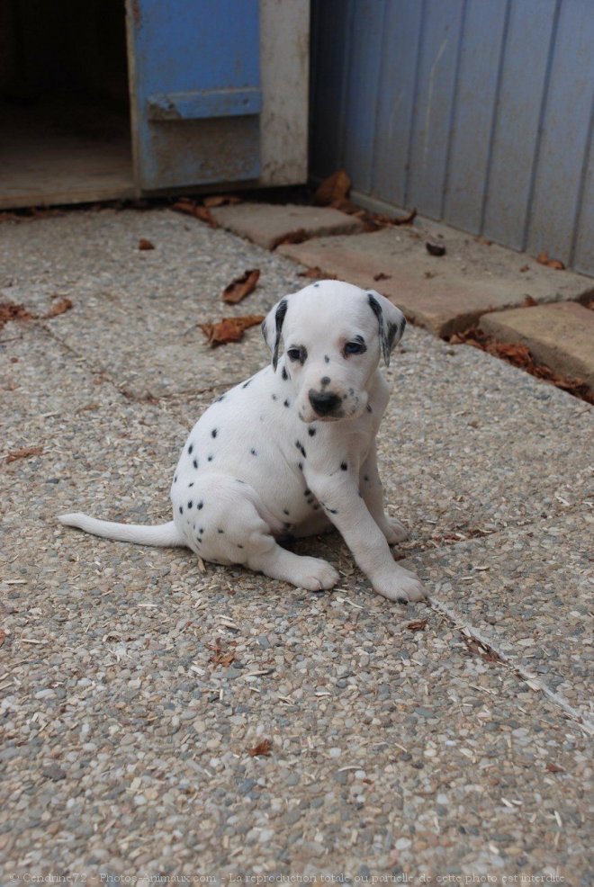 Photo de Dalmatien