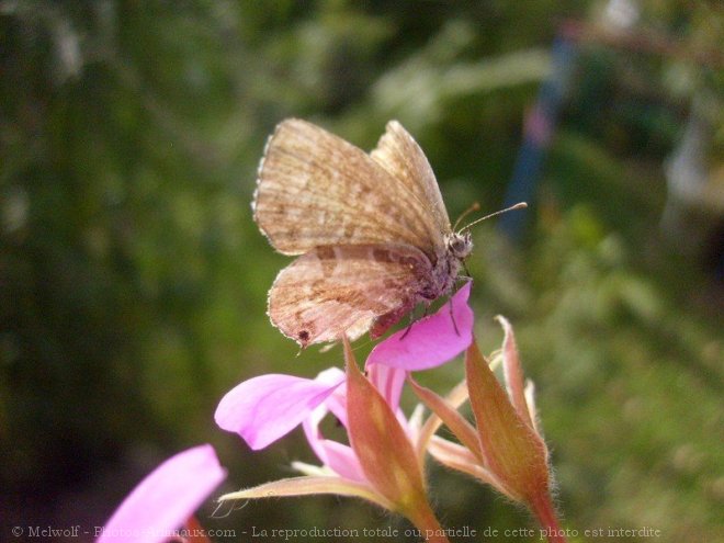 Photo de Papillon