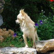 Photo de Chihuahua  poil long