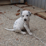 Photo de Dalmatien