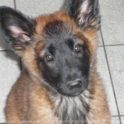 Photo de Berger belge malinois