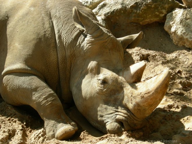 Photo de Rhinocros