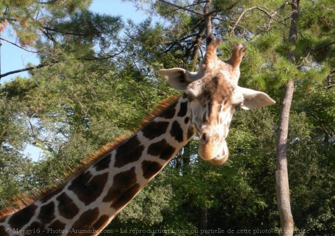 Photo de Girafe