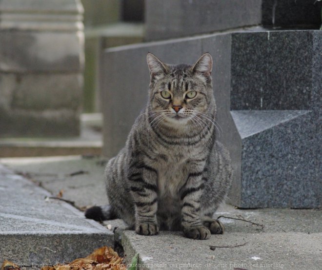 Photo de Chat domestique