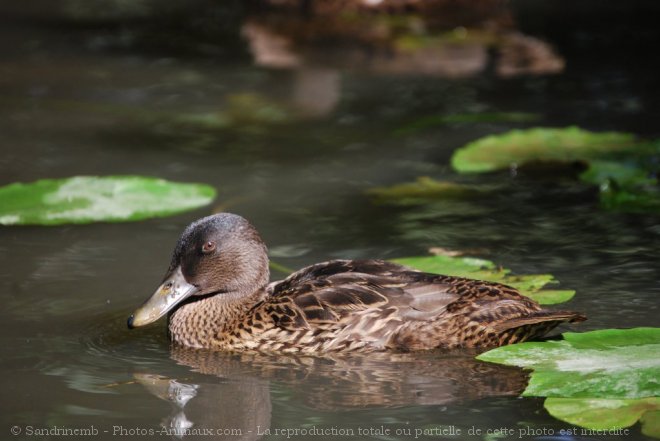 Photo de Canard