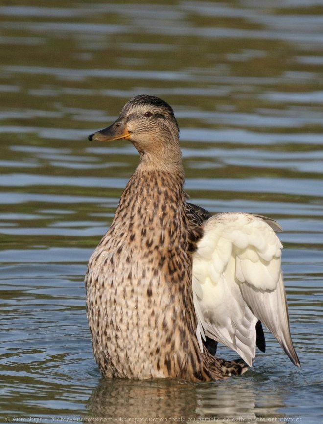 Photo de Canard