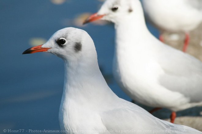 Photo de Mouette