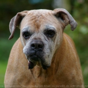 Photo de Boxer