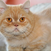 Photo d'Exotic shorthair