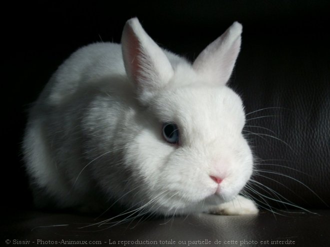 Photo de Lapin