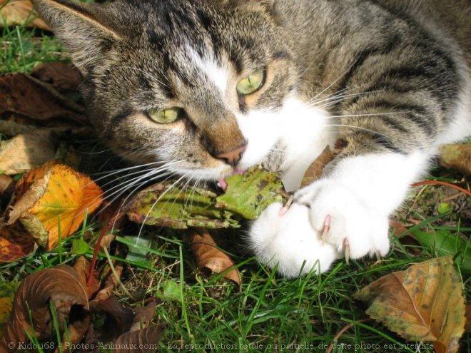 Photo de Chat domestique