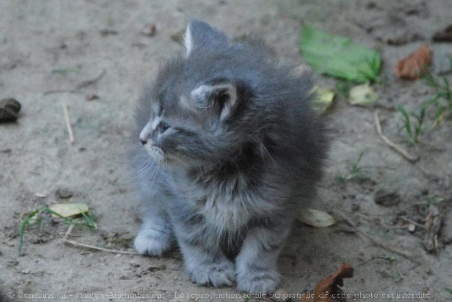 Photo de Maine coon