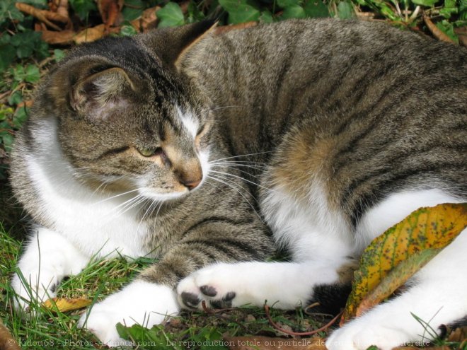 Photo de Chat domestique