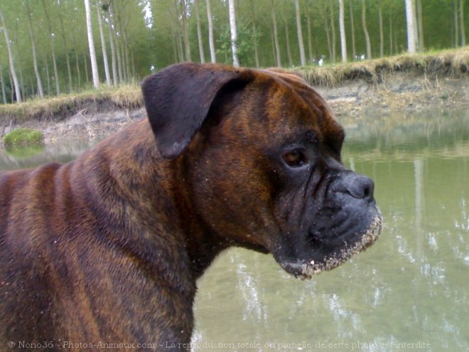 Photo de Boxer