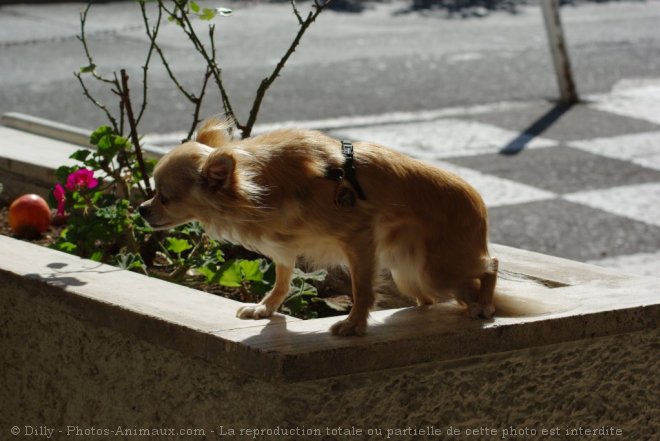 Photo de Chihuahua  poil long