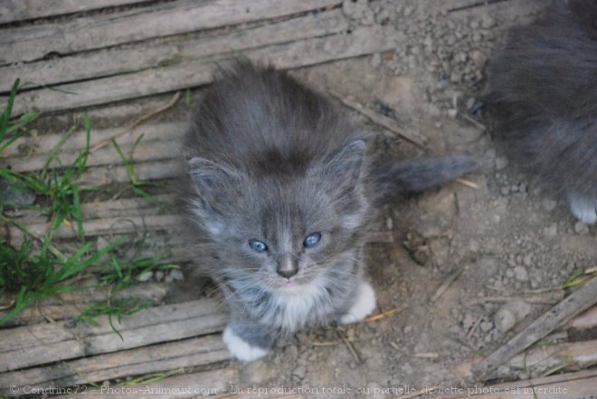 Photo de Maine coon