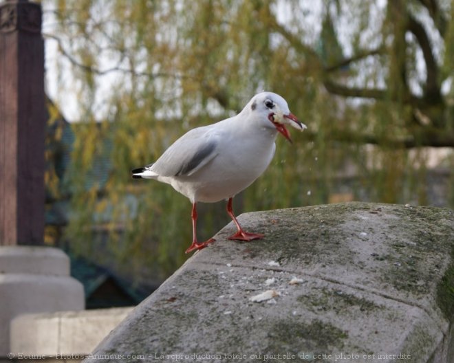 Photo de Mouette